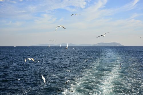 gull bird istanbul marine