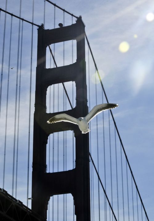 Gull Flying And Golden Gate Bridge