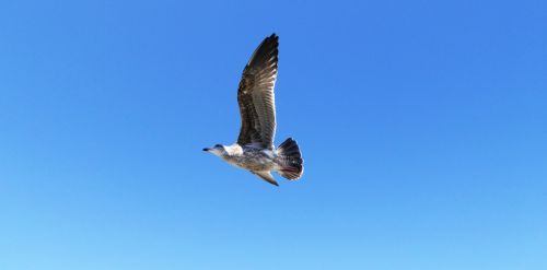 Gull In Flight