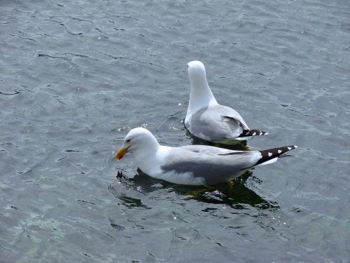 gulls birds bird