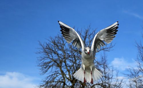 gulls birds plumage