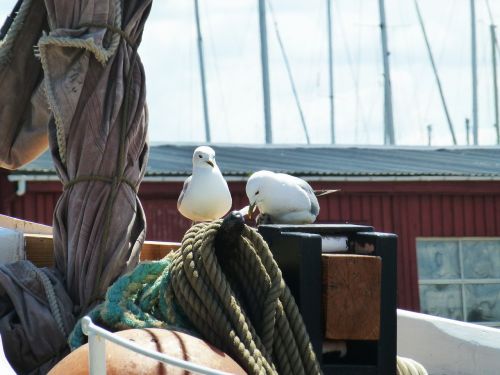 gulls port water bird