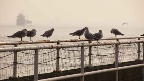 gulls sea birds