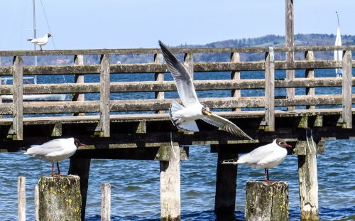 gulls birds lake