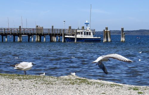 gulls birds lake