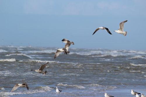 gulls birds water