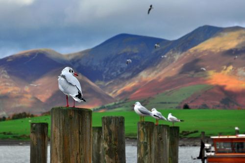 gulls england cumbria