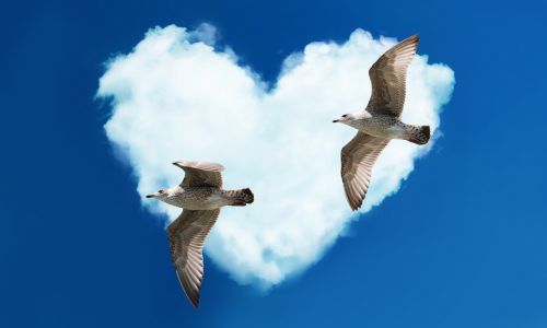 gulls heart love