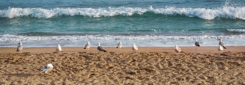 gulls sea landscape