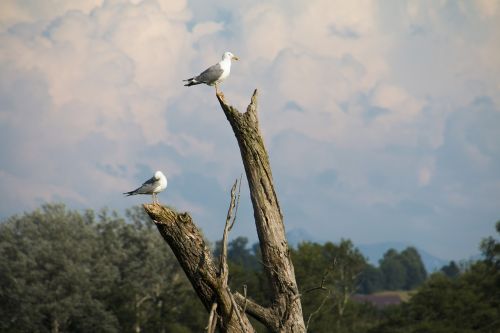 gulls branch log