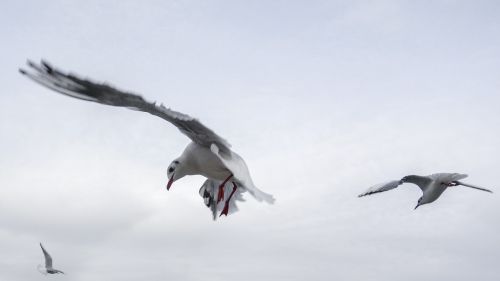 gulls bird sea