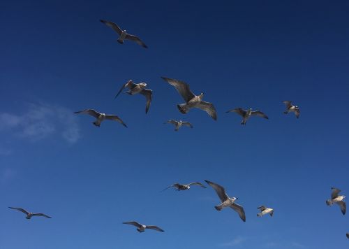 gulls birds air