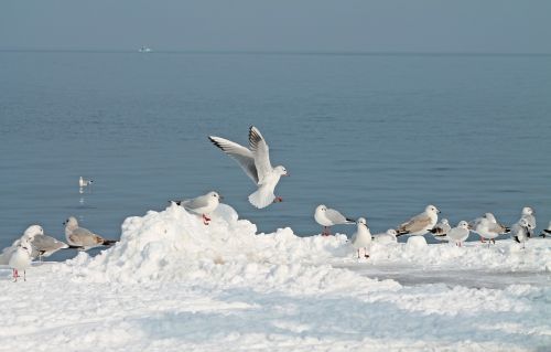 gulls bird lake constance