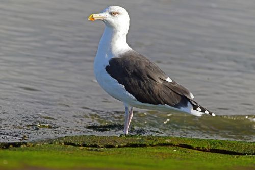 gulls ring-billed largest gull