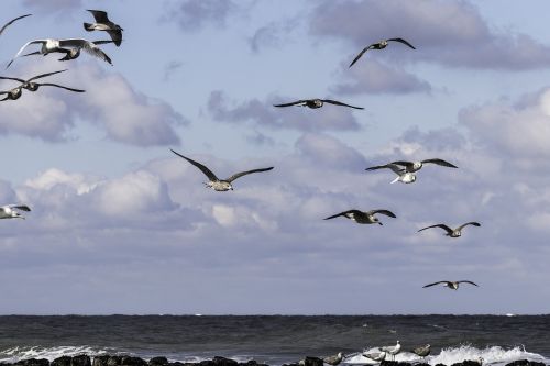 gulls nature bird