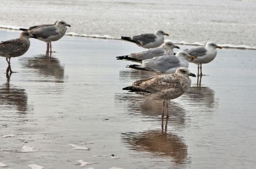 gulls sea animal birds
