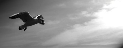 gulls animals birds