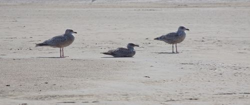 gulls bird beach