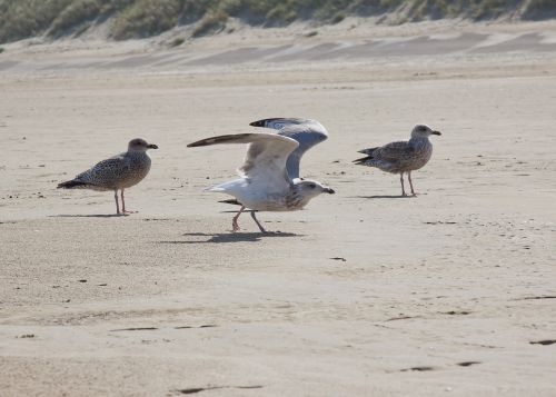 gulls fly escape