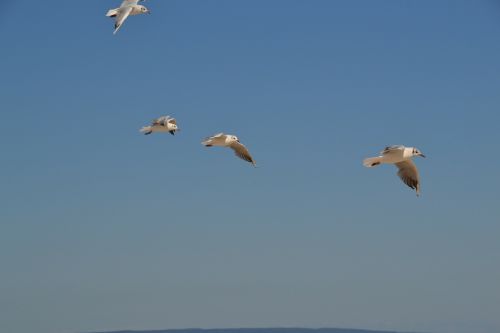 gulls birds sky