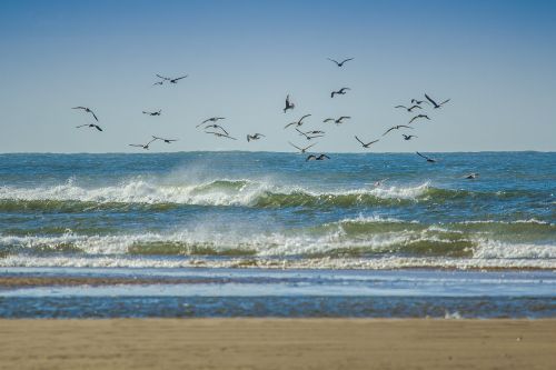 gulls coast ocean