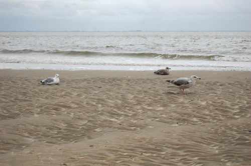 gulls north sea sea