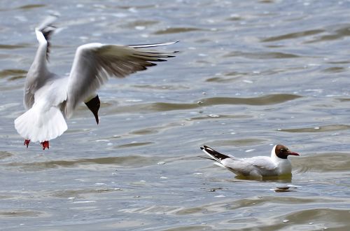 gulls lake water bird