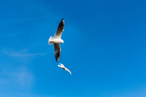gulls bird clouds
