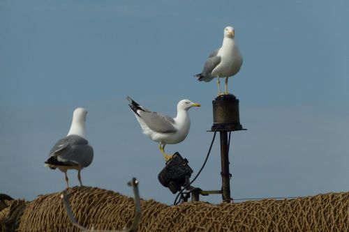 gulls networks mallorca