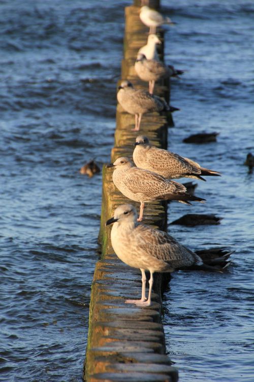 gulls holiday beach