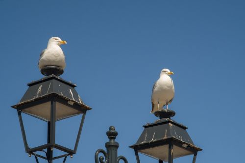 gulls birds sea