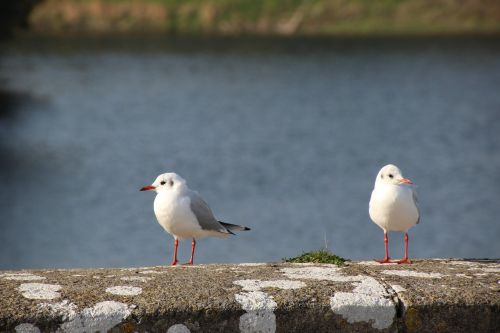 gulls bird seagull