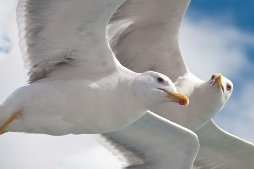 gulls birds animal