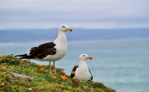 gulls seagull sea