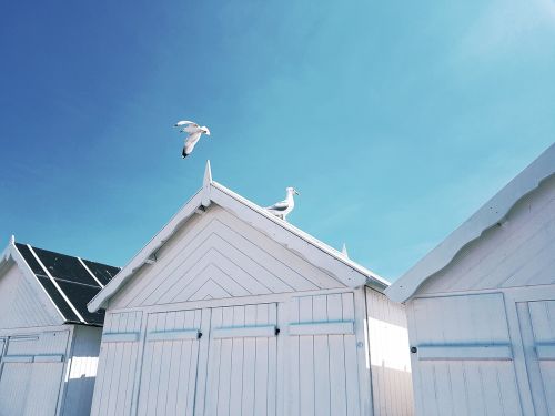 gulls birds roof