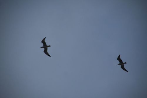 gulls sky living nature