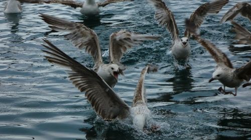 gulls sea water