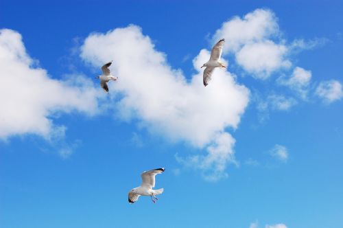 gulls sea sky
