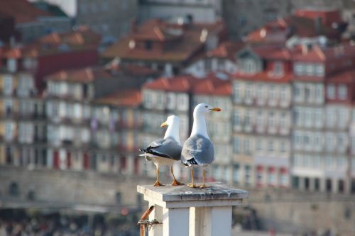 gulls roof portugal