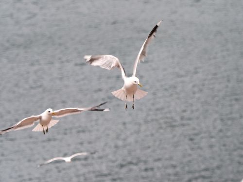 gulls birds fly