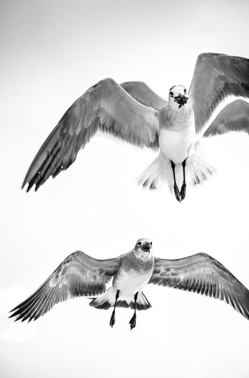 gulls flying bird