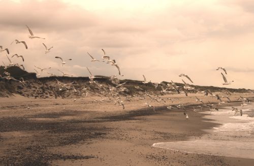 gulls beach sepia