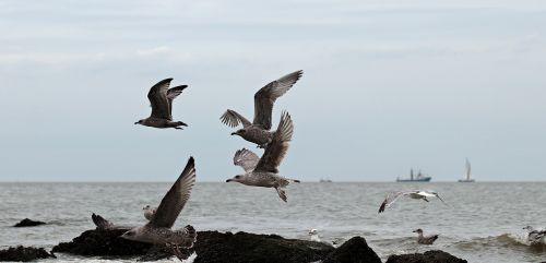 gulls north sea beach