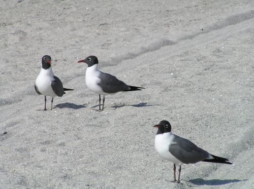 gulls birds sand