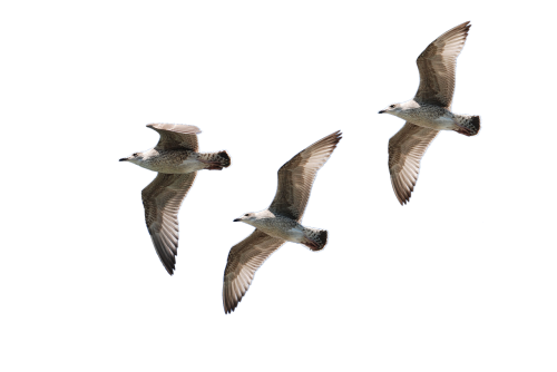 gulls fly isolated
