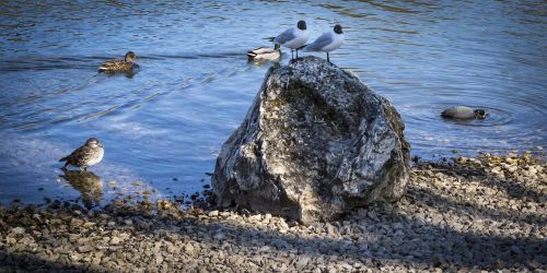 gulls danube waterfowl