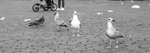 gulls birds pigeons