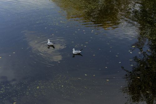 gulls lake park