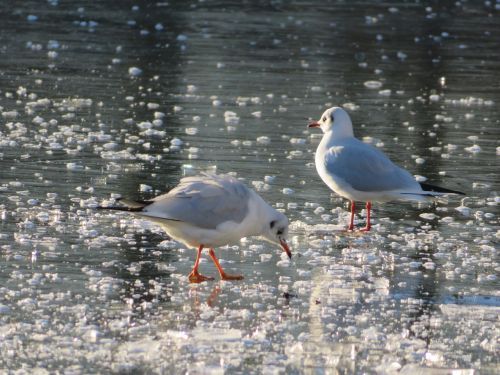 gulls ice winter