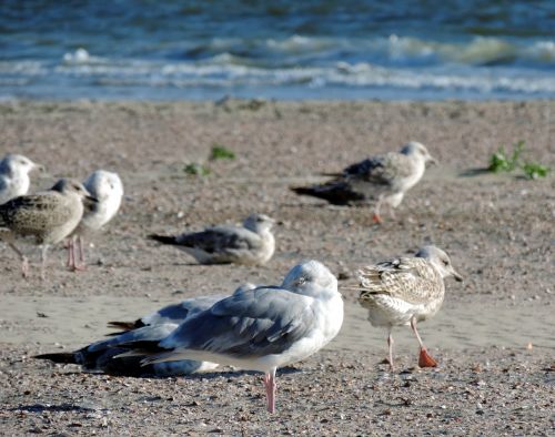 gulls beach sea